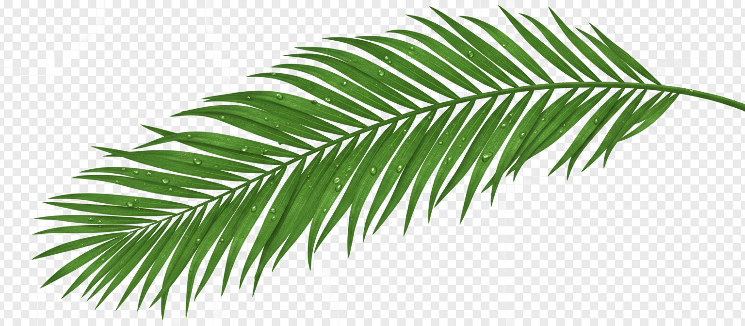 사실적인 열대 야자수 잎, 세부적인 질감, 생생한 녹색, 투명 배경, 무료 PNG 식물 요소.