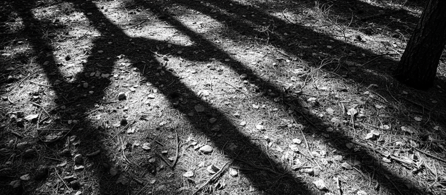 햇볕이 드는 숲 바닥에 나뭇가지 그림자로 형성된 화살표.