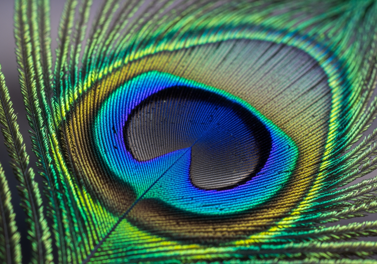 선명한 4K 해상도 디테일을 보여주는 초근접 매크로 이미지