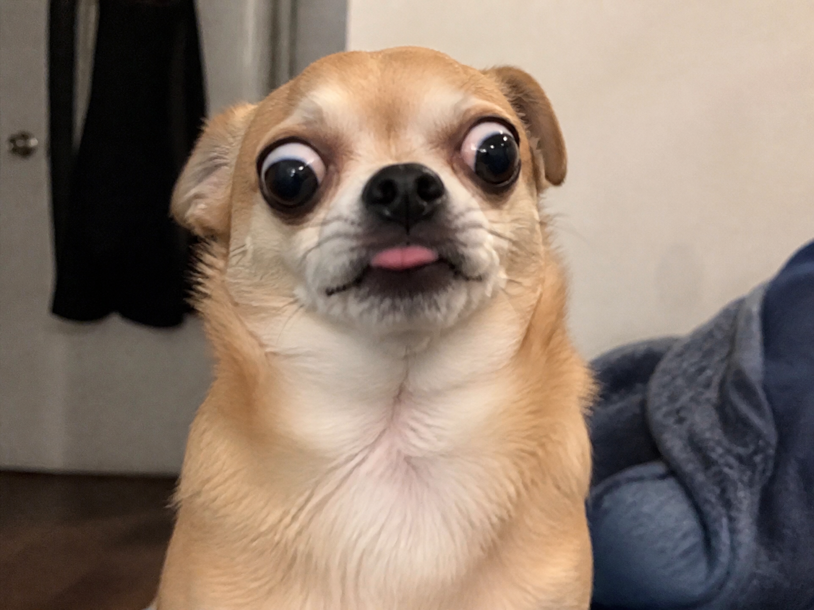 GPT 이미지 2로 생성한 리액션 강아지 짤