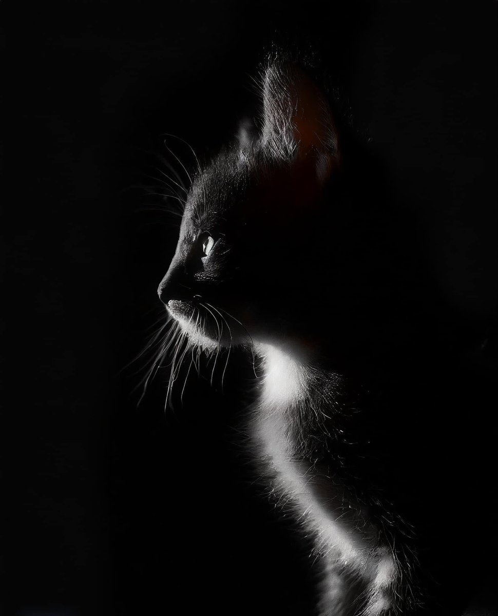 Example image of Chiaroscuro Cat Silhouette generated with Nano Banana Pro