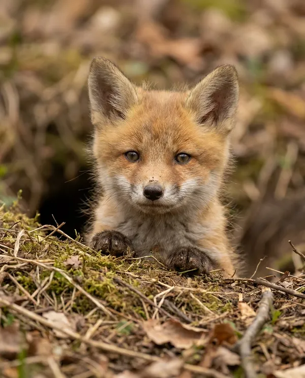 AI-generated Baby Fox Peeking from a Cozy Den made with Nano Banana Pro