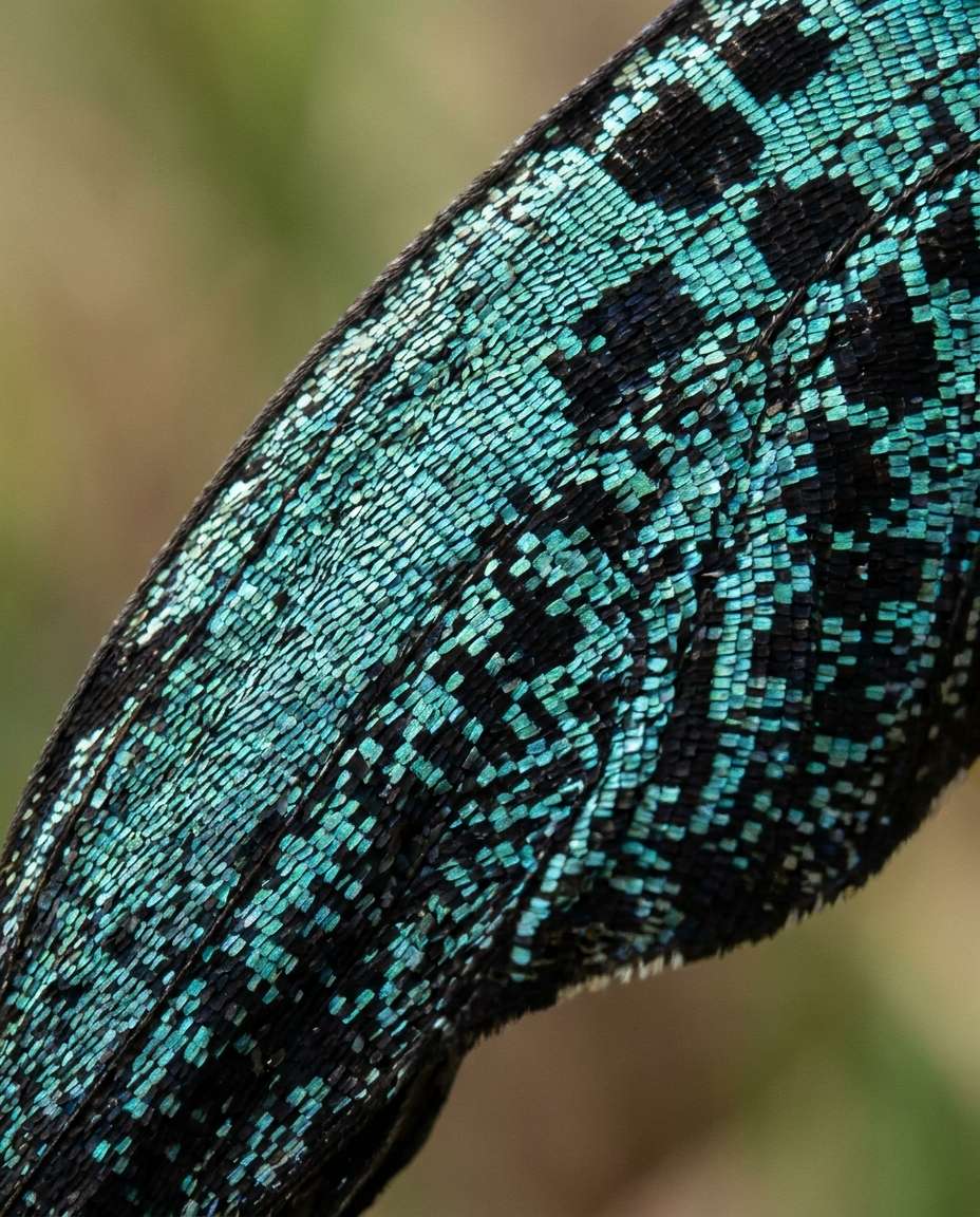 AI-generated Butterfly Wing Scales made with Nano Banana Pro