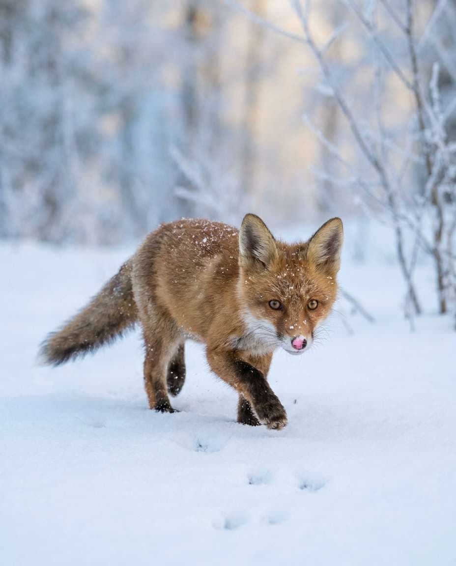 AI-generated Baby Fox Paw Prints in Snow made with Nano Banana Pro