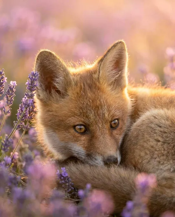 AI-generated Baby Fox in a Lavender Field made with Nano Banana Pro