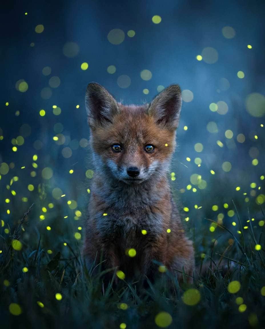 AI-generated Baby Fox Among Night Fireflies made with Nano Banana Pro