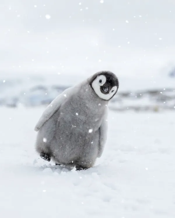 AI-generated Baby Penguin in Fresh Snow made with Nano Banana Pro