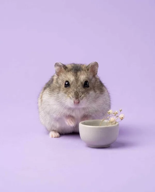 AI-generated Pastel Studio Hamster Portrait made with Nano Banana Pro